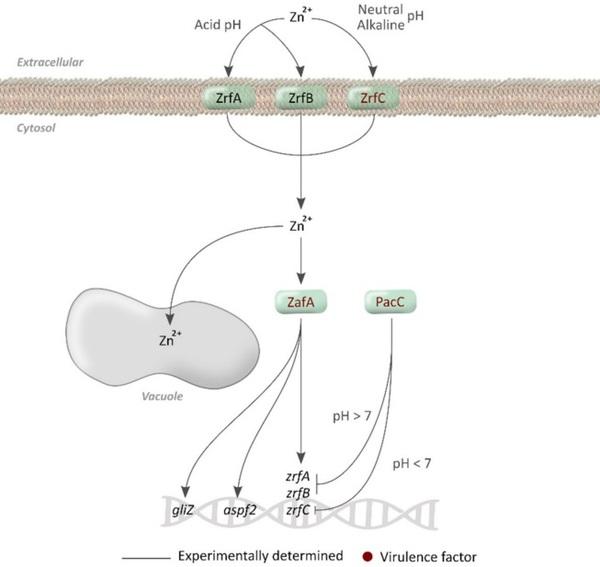 Nitrogen, Iron, and Zinc Acquisition: Key Nutrients to Aspergillus fumigatus Virulence - Image 7