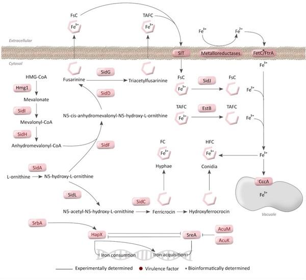 Nitrogen, Iron, and Zinc Acquisition: Key Nutrients to Aspergillus fumigatus Virulence - Image 5