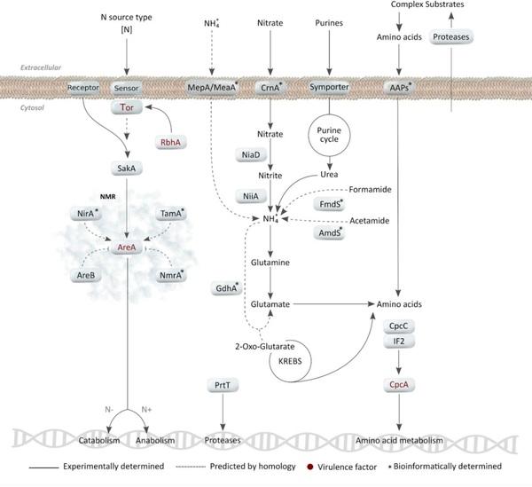 Nitrogen, Iron, and Zinc Acquisition: Key Nutrients to Aspergillus fumigatus Virulence - Image 2