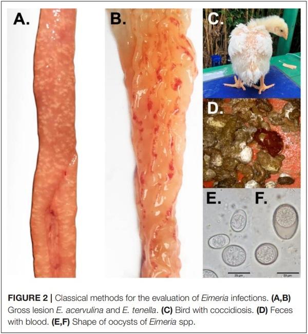 Chicken Coccidiosis: From the Parasite Lifecycle to Control of the Disease - Image 4