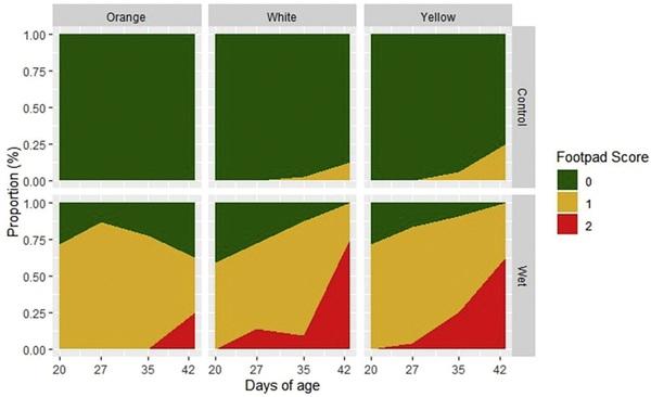 Orange corn diets associated with lower severity of footpad dermatitis in broilers - Image 10