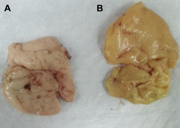 Orange corn diets associated with lower severity of footpad dermatitis in broilers - Image 11