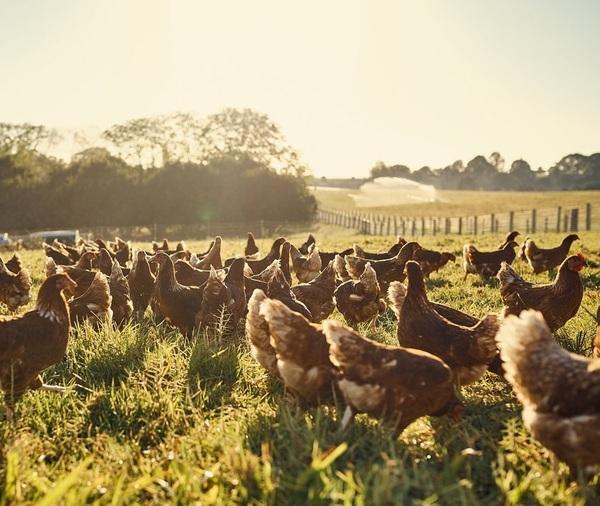 Creamino® can support nutritionists facing the current feed shortages in livestock production - Image 1