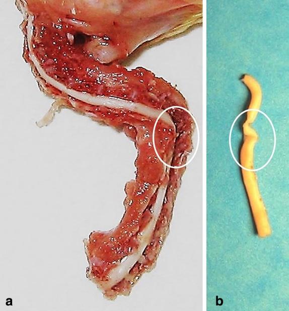 Cervical scoliosis and torticollis: a novel skeletal anomaly in broiler chickens - Image 5
