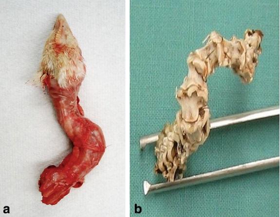 Cervical scoliosis and torticollis: a novel skeletal anomaly in broiler chickens - Image 3