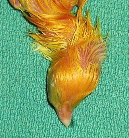 Cervical scoliosis and torticollis: a novel skeletal anomaly in broiler chickens - Image 2