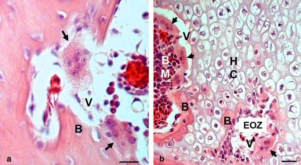 Cervical scoliosis and torticollis: a novel skeletal anomaly in broiler chickens - Image 7