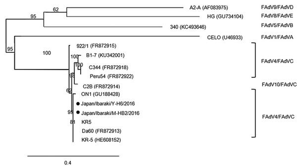 Research Note: Molecular and pathologic characterization of avian adenovirus isolated from the oviducts of laying hens in eastern Japan - Image 6