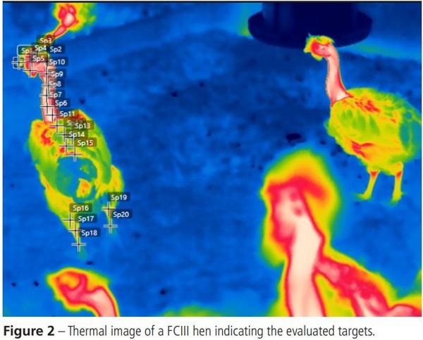 Thermal Response of Three Strains of Hens Housed in a Cage-Free Aviary at the Amazon Rainforest - Image 2