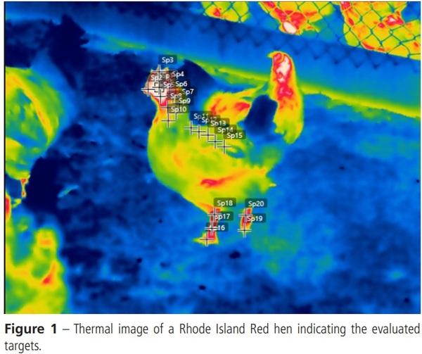 Thermal Response of Three Strains of Hens Housed in a Cage-Free Aviary at the Amazon Rainforest - Image 1
