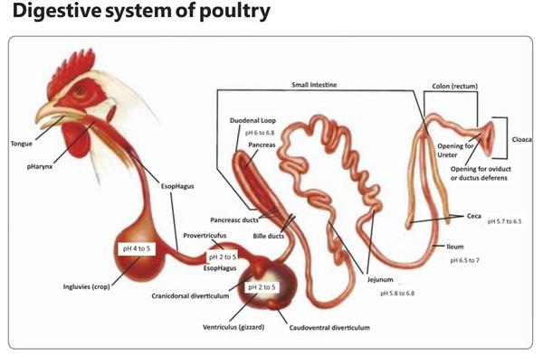 Role of acidifiers to control pathogenic microorganisms and to improve the performance of birds. - Image 1