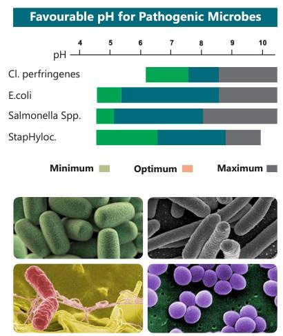Role of acidifiers to control pathogenic microorganisms and to improve the performance of birds. - Image 2