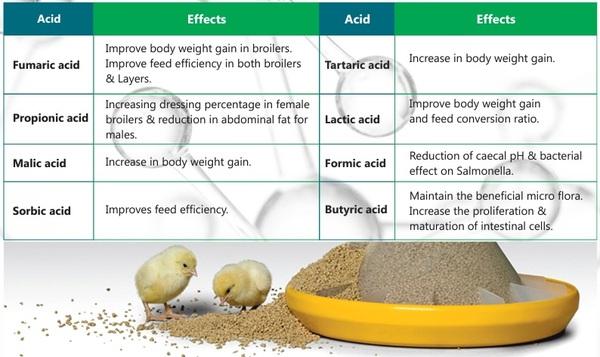 Role of acidifiers to control pathogenic microorganisms and to improve the performance of birds. - Image 1