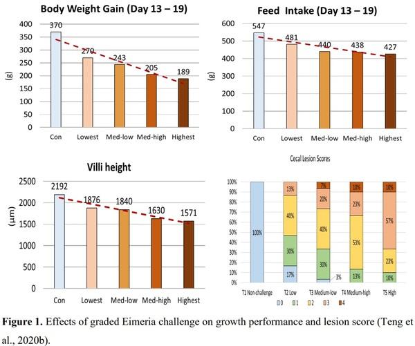 Nutrition and Coccidiosis - Image 1