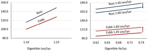 Assessing Dietary Branched-Chain Amino Acids to Achieve Linear Programming Goals through Model Extrapolation and Empirical Research - Image 4