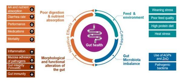 Meeting modern challenges in pig feed - Image 1