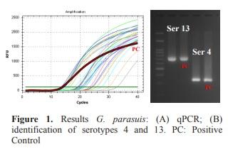 Molecular characterization by serotyping PCR and LS-PCR of Glaesserella (Haemophilus) parasuis strains isolated from clinical cases in Peru - Image 1