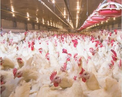 Poultry coccidiosis - Image 1