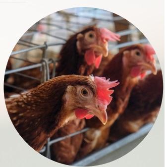 Poultry coccidiosis - Image 5