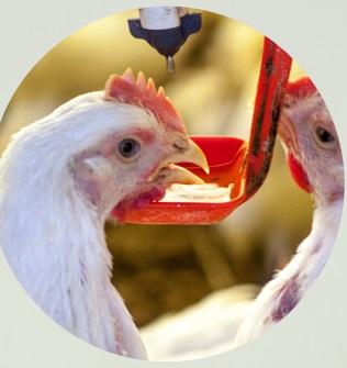 Poultry coccidiosis - Image 4