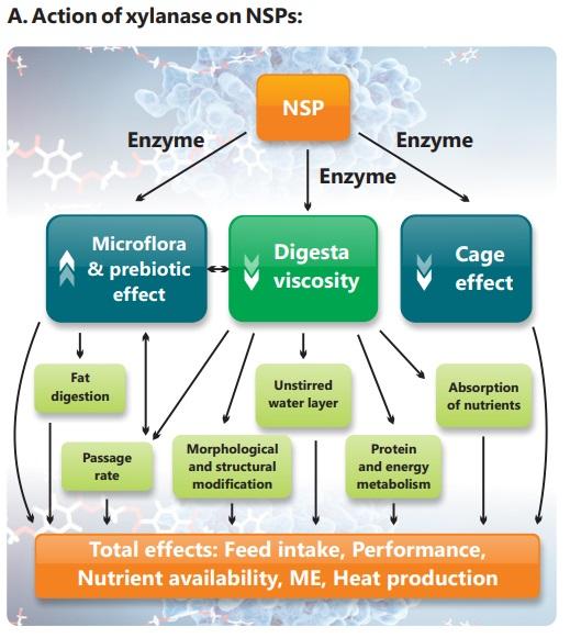 Xylanase: A way to curb menacing effect of NSP’s - Image 3