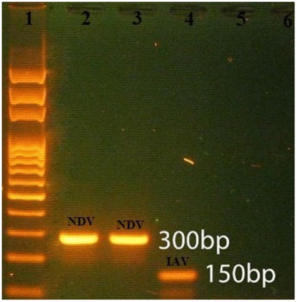 Screening Avian Pathogens in Eggs from Commercial Hatcheries in Nepal- an Effective Poultry Disease Surveillance Tool - Image 3