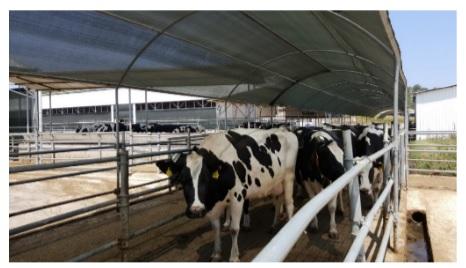 Protection from direct and indirect solar radiation - an important factor for dairy cows in summer - Image 4