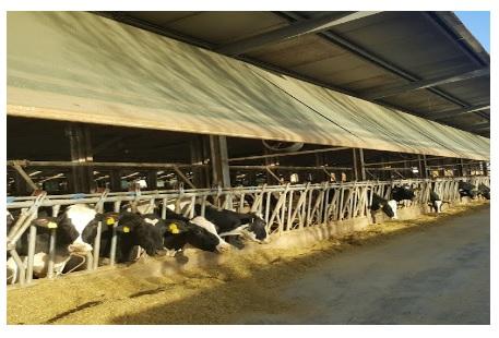 Protection from direct and indirect solar radiation - an important factor for dairy cows in summer - Image 1
