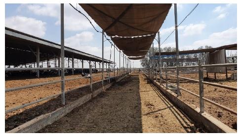 Protection from direct and indirect solar radiation - an important factor for dairy cows in summer - Image 6