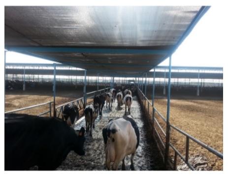 Protection from direct and indirect solar radiation - an important factor for dairy cows in summer - Image 5