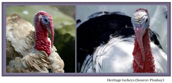 The Turkey: An American Tradition - Image 3