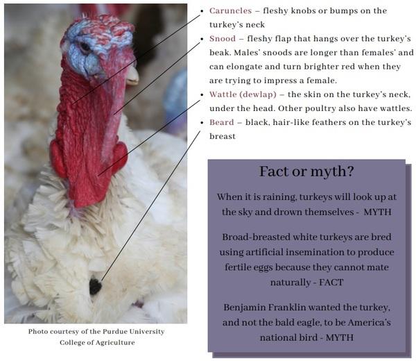 The Turkey: An American Tradition - Image 4