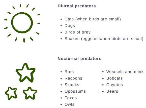 Free-range poultry predators - Image 3