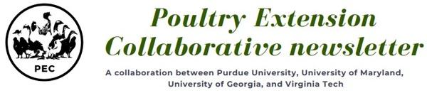 Free-range poultry predators - Image 1