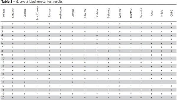 Diagnosis of Gallibacterium Anatis in Layers: First Report in Turkey - Image 4