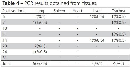 Diagnosis of Gallibacterium Anatis in Layers: First Report in Turkey - Image 6