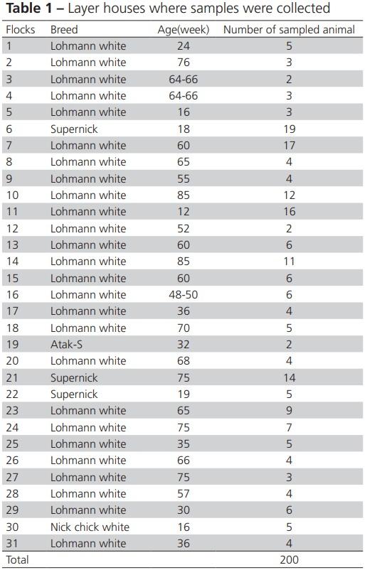 Diagnosis of Gallibacterium Anatis in Layers: First Report in Turkey - Image 1