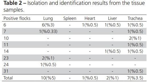 Diagnosis of Gallibacterium Anatis in Layers: First Report in Turkey - Image 2