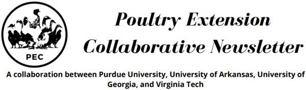 Maintaining Poultry Welfare: Identifying Pain and Deciding about Treatment or Euthanasia - Image 1