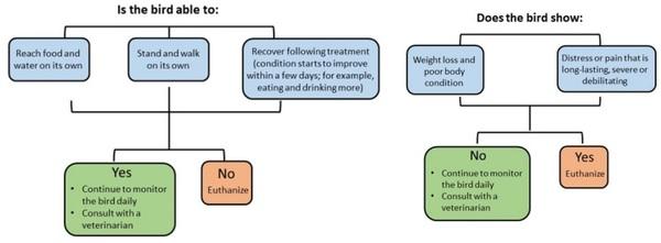 Maintaining Poultry Welfare: Identifying Pain and Deciding about Treatment or Euthanasia - Image 5