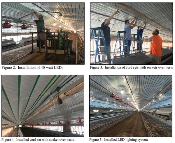 Breeder House Lighting System Retrofit - Image 2