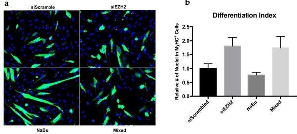 Tributyrin, a Butyrate Pro-Drug, Primes Satellite Cells for Differentiation by Altering the Epigenetic Landscape - Image 6
