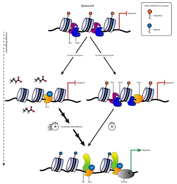 Tributyrin, a Butyrate Pro-Drug, Primes Satellite Cells for Differentiation by Altering the Epigenetic Landscape - Image 7