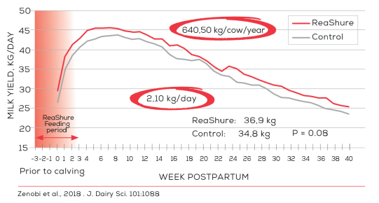 Figure 1. Effect of feeding Reashure® Precision Release Choline during transition on milk production over 40 weeks