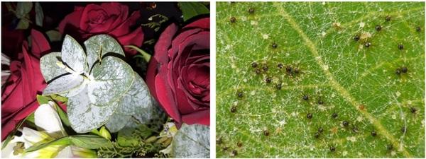 Effects of High Hydrostatic Pressure on Fungal Spores and Plant Bioactive Compounds - Image 4
