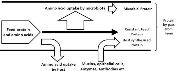 Chicken gut microbiota: a brief understanding of the dynamics and interactions which govern flock performance - Image 2