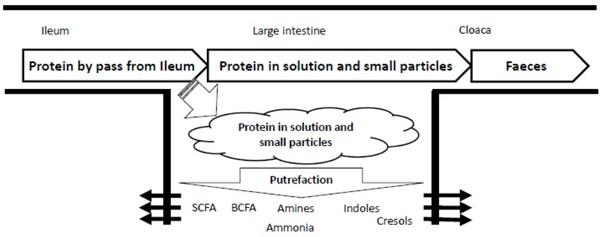 Chicken gut microbiota: a brief understanding of the dynamics and interactions which govern flock performance - Image 3