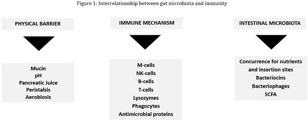 Chicken gut microbiota: a brief understanding of the dynamics and interactions which govern flock performance - Image 1