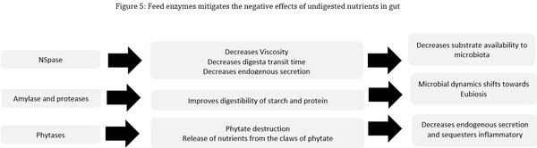 Chicken gut microbiota: a brief understanding of the dynamics and interactions which govern flock performance - Image 7