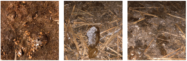 Left to right, examples of undigested feed, wet litter and diarrhoea.